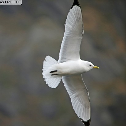 Mouette tridactyle