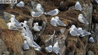 Mouette tridactyle
