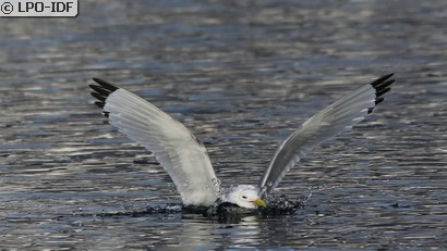 Mouette tridactyle