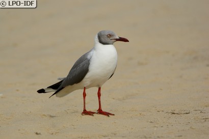 Mouette à tête grise
