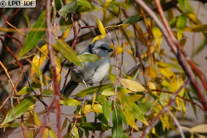 Mésange azurée