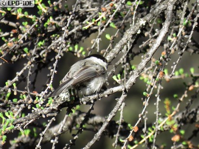 Mésange boréale