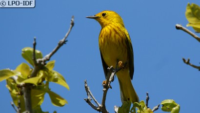 Paruline jaune