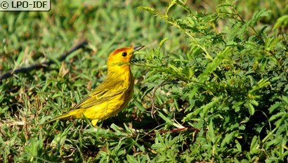 Paruline jaune
