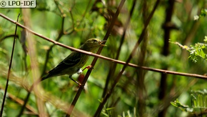 Paruline rayée