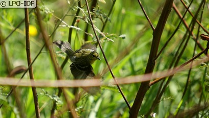 Paruline rayée