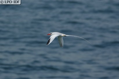 Phaéton à bec rouge