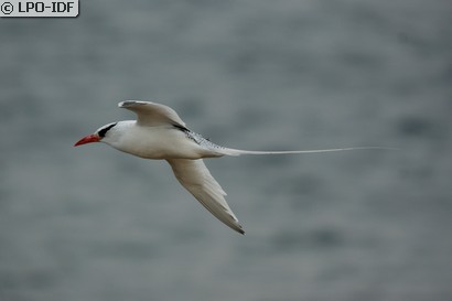 Phaéton à bec rouge