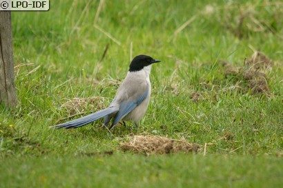 Pie bleue