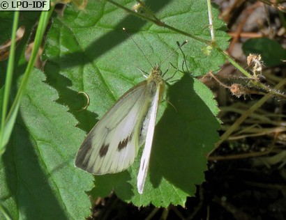 Piéride du navet