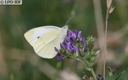 Piéride du chou