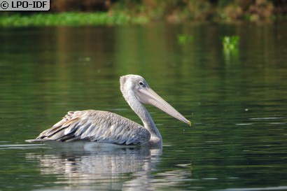 Pélican gris