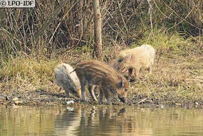 Sanglier