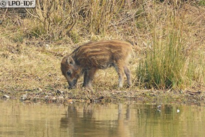 Sanglier