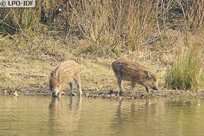 Sanglier