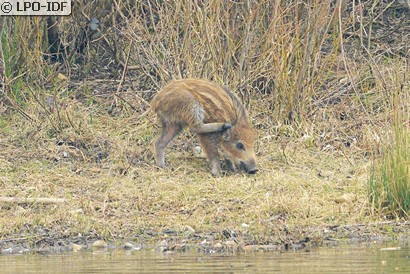 Sanglier