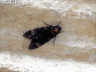 Sphinx tête de mort