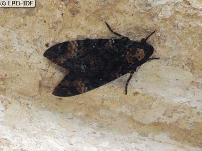 Sphinx tête de mort