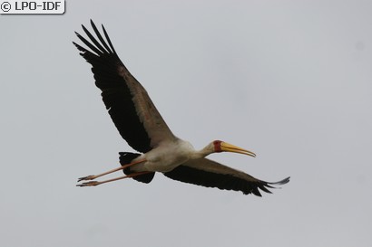 Tantale ibis