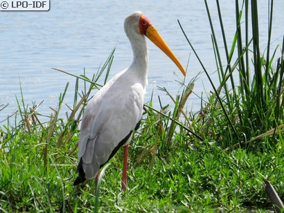 Tantale ibis