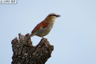 Tchagra à tête noire