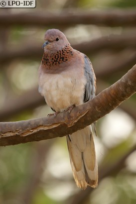 Tourterelle maillée