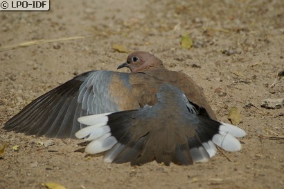 Tourterelle maillée