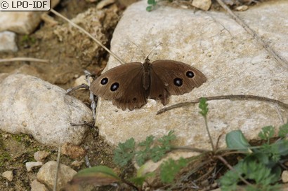 Grand nègre des bois