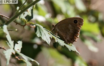 Grand nègre des bois