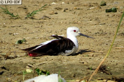 Échasse blanche