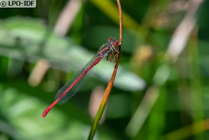 Agrion délicat