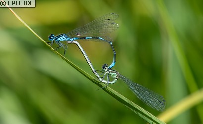Agrion joli