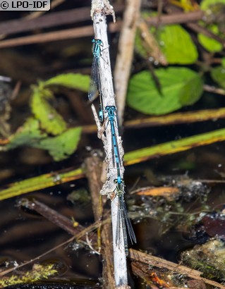 Agrion jouvencelle