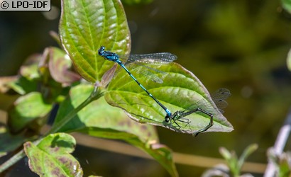 Agrion mignon