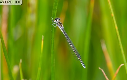 Agrion mignon