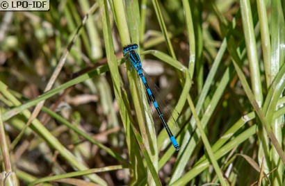 Agrion mignon
