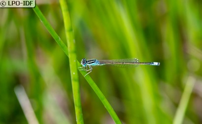 Agrion nain