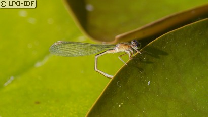 Agrion à larges pattes