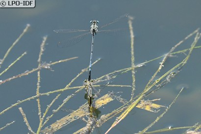Agrion à larges pattes