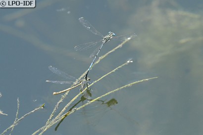 Agrion à larges pattes