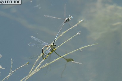 Agrion à larges pattes