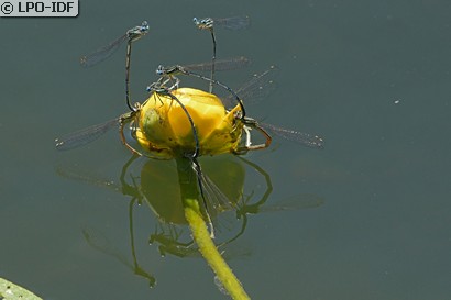 Agrion à larges pattes