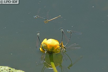 Agrion à larges pattes