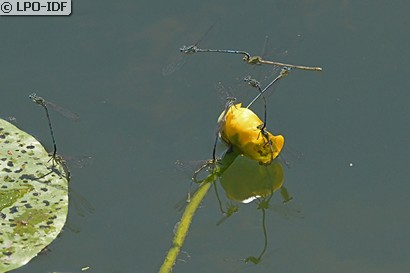 Agrion à larges pattes