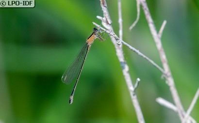 Agrion élégant