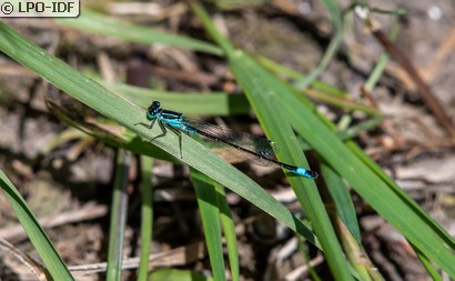 Agrion élégant