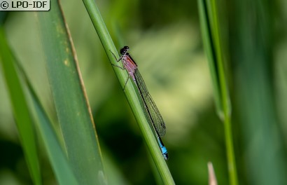 Agrion élégant