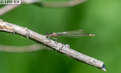 Agrion élégant