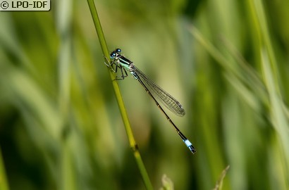 Agrion élégant