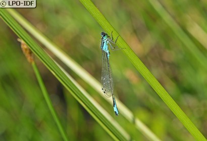 Agrion élégant